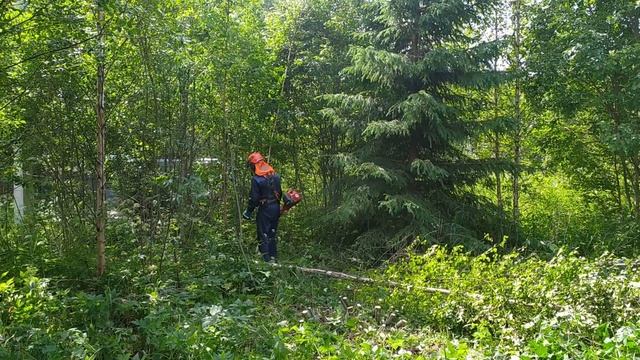 Husqvarna 555FX Спил кустов и мелколесья