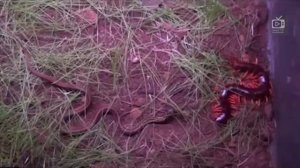 Сколопендра  #гигантская сколопендра