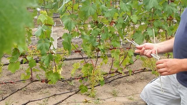 Преображение.Подвязка гроздей винограда. смотреть онлайн