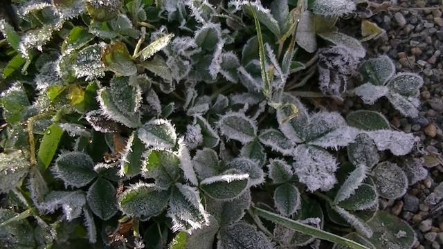 Первый заморозок. Сегежа. Карелия. 2018_10_05