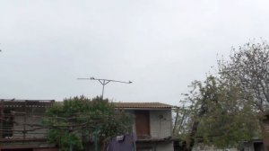 голуби николаевские или летные?