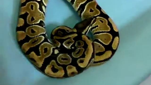 Ball Python Collection Update 3 смотреть онлайн