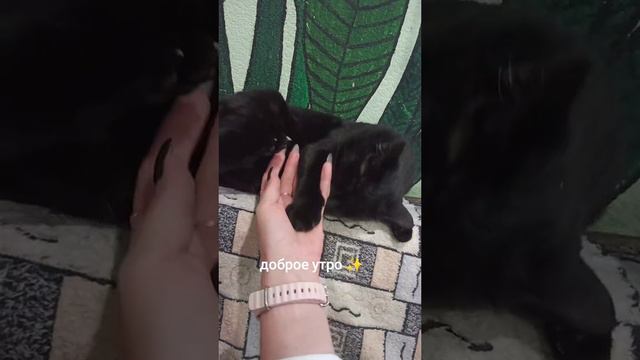 кот хочет чтобы я работала