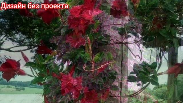 Стелющиеся и вьющиеся - это не одно и тоже! смотреть онлайн