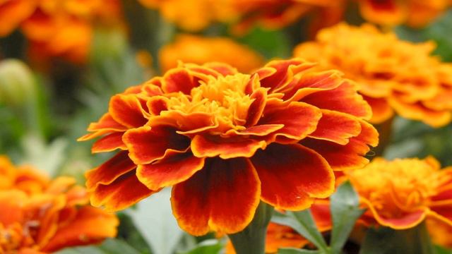 Gerbera, a flower with many meanings (HD1080p) смотреть онлайн