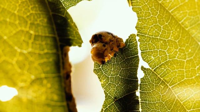 Jak Wysoko Możemy Budować? Od Piramid do X-Seed 4000 смотреть онлайн