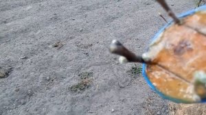 результаты прививки яблони и груши на яблоню и черешни на вишню