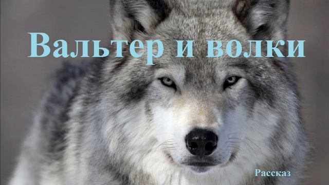 Вальтер и волки.. (рассказ)