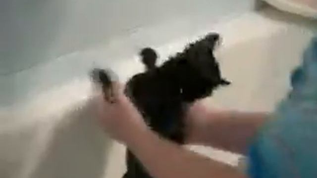 КОШКА В ВАННОЙ_Kitty in the bathroom. смотреть онлайн