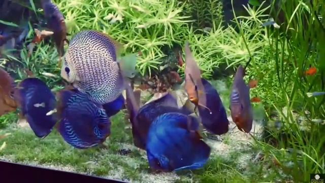 Дискусы. Какие растения можно держать с дискусами? смотреть онлайн
