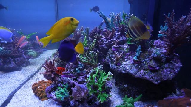 White or Blue Light For Your Reef Aquarium смотреть онлайн