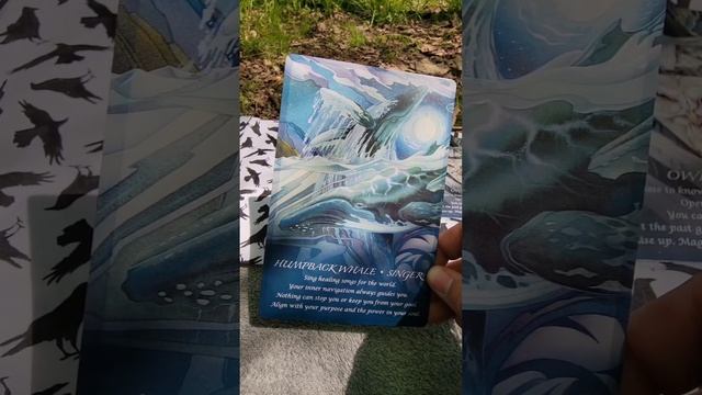 Spirit of the Animals Oracle deck and chat in the woods смотреть онлайн