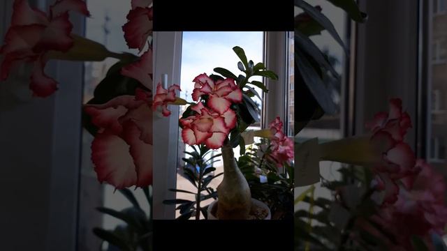 История одного адениума, текст в описании