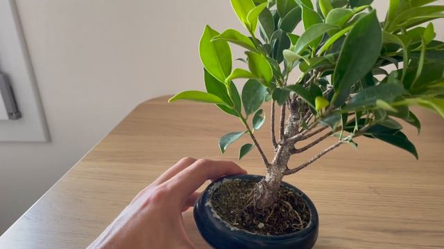 COME PRENDERSI CURA DI UN BONSAI DA INTERNO - Ficus retusa bonsai смотреть онлайн