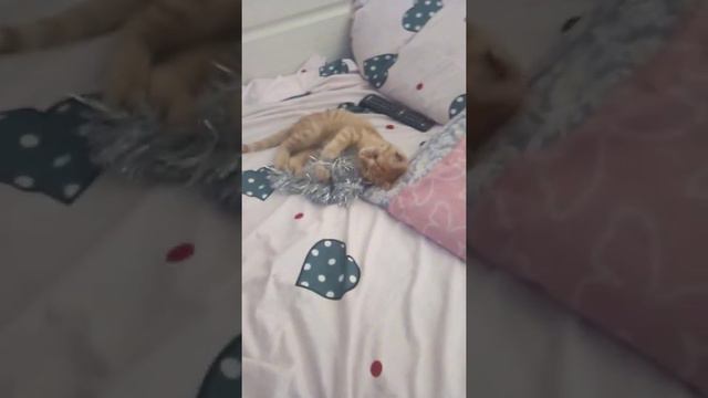 как себя ведёт кот в воскресное утро...