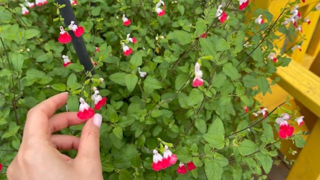 허브아일랜드/Herb Island/Vlog/Южная Корея. Достопримечательности Южной Кореи. смотреть онлайн