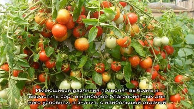 Что такое индетерминантные и детерминантные сорта томатов: отличия между ними, преимущества и недо. смотреть онлайн