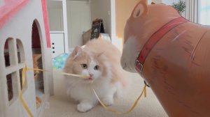 Cats vs Fake Dog | Kittisaurus