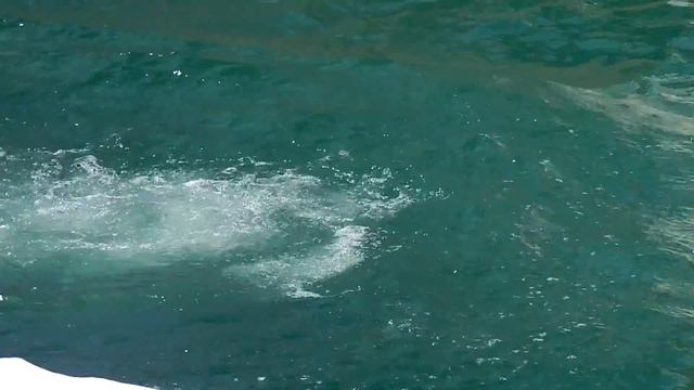 Белые медведи. Новосибирск. Зоопарк смотреть онлайн