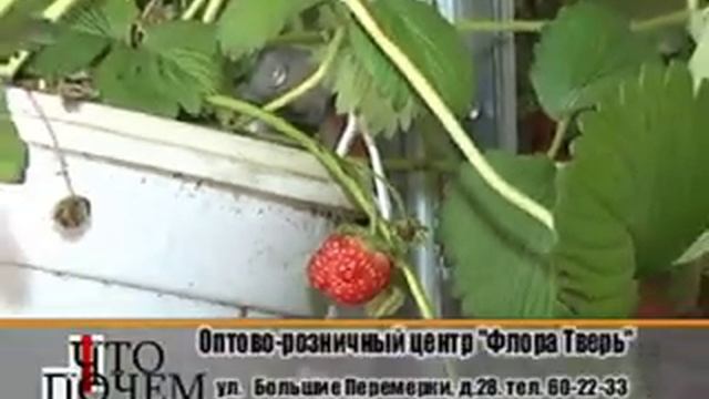 Рассада, Саженцы во Флора Тверь смотреть онлайн