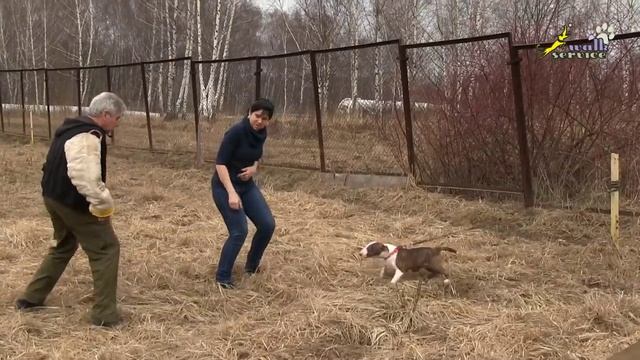 Собака для охраны, особенности поведения бультерьера, зверская сука смотреть онлайн
