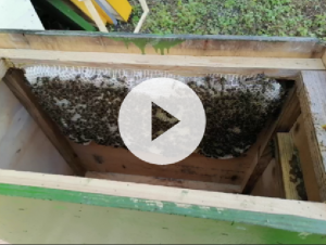 Роеловство.Три ловушки с роями. А там такое!!! Не допускайте таких ошибок