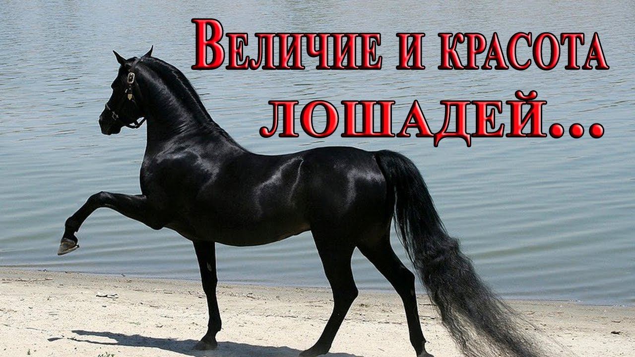 Величие и красота лошадей * смотреть онлайн