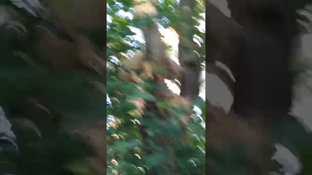Я снимаю видео прикольные как мой друг снимает кота смотреть онлайн