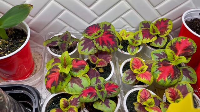 🇨🇦 Seedling Update |Nino and Lo👨🏾🍳👩🏽🌾 смотреть онлайн