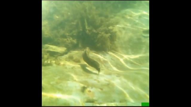 Водонепроницаемый Чехол. Тест. Съемка под водой на телефон в Геленджике смотреть онлайн