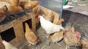 Царскосельские куры. Питерский генофонд.