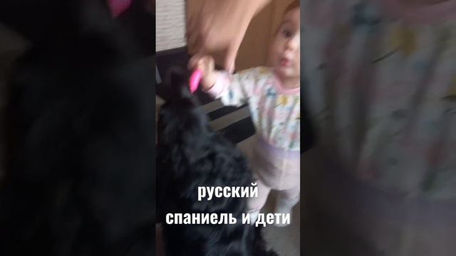 Русский спаниель и дети #приколыссобаками #собакаиребенок #видеопроживотных #домашниеживотные смотреть онлайн