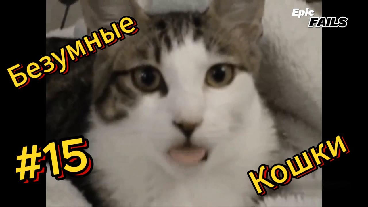 ДО СЛЁЗ ? подборка безумных кошек | Смешные видео - Лучшие ПРИКОЛЫ 15 смотреть онлайн