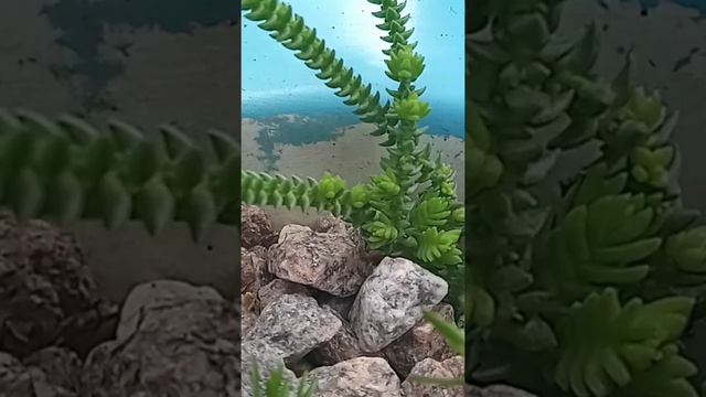 #suculenta #crassula Muscosa.