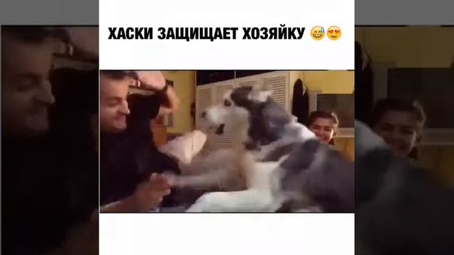 Собака защищает девушка смотреть онлайн