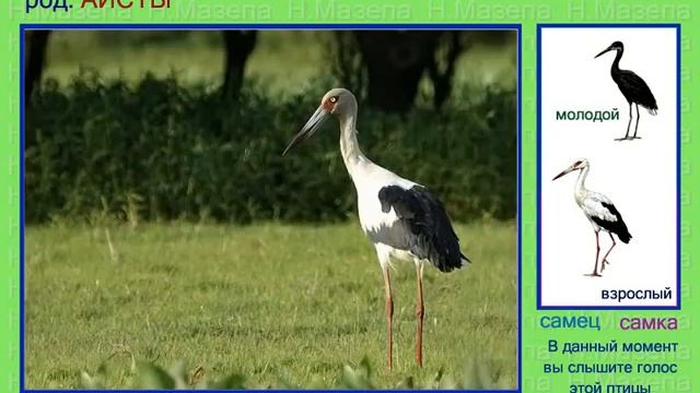 Аист. Голоса птиц смотреть онлайн