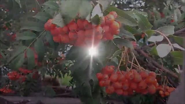 Турагенты на туристском рынке: функции, виды и задачи смотреть онлайн