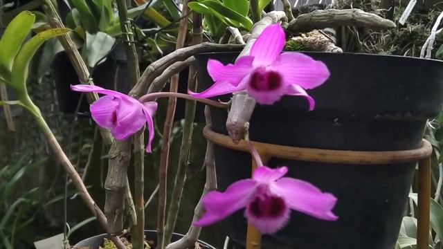 DENDROBIUM PARISHII 28062023 смотреть онлайн