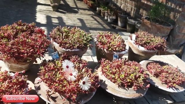 142-How To Grow Mesembryanthemum (Iceplant) Flowering Plant