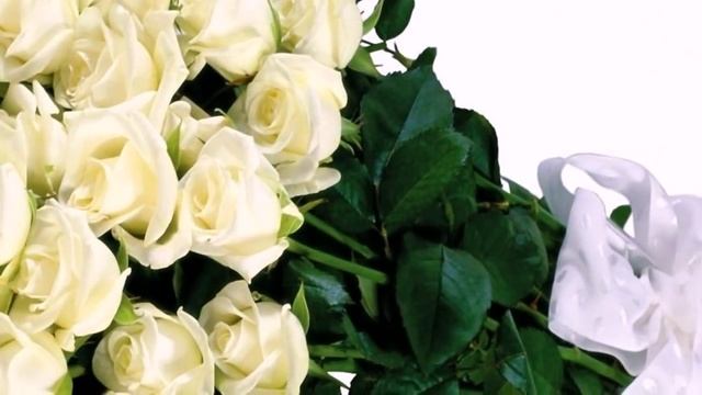 Белые розы. Язык цветов роз. Релакс ТВ5 смотреть онлайн