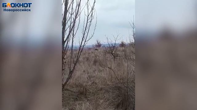 Леопард разгуливал по полю под Новороссийском смотреть онлайн