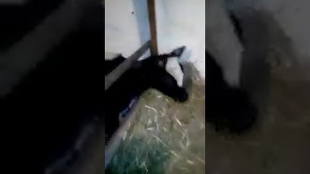 бизнес с нуля ЛПХ смотреть онлайн