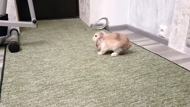 ПОЛ ЭТО ЛАВА ЧЕЛЛЕНДЖ. Котенок Макс и Кролик Баффи смотреть онлайн