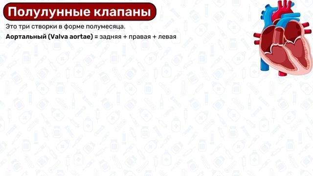 Анатомия сердца: строение сердца, топография сердца, коронарные артерии сердца смотреть онлайн