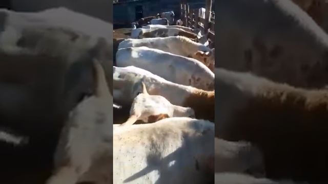 Бычки Симментал на Продажу. смотреть онлайн