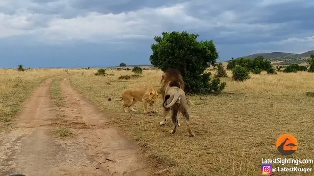 How Not to Wake Up a Lioness! смотреть онлайн