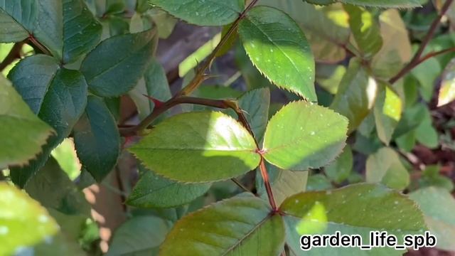 Спящие почки у Роз ? смотреть онлайн