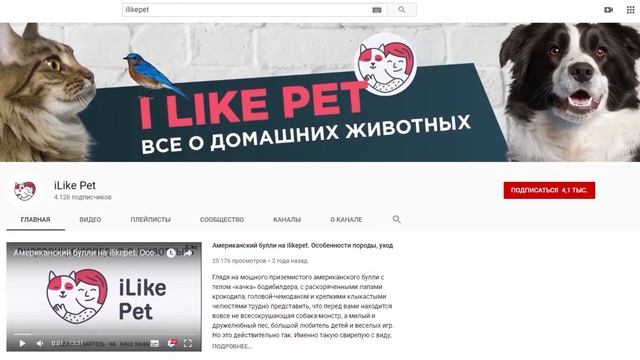 4 способа отучить собаку грызть мебель смотреть онлайн