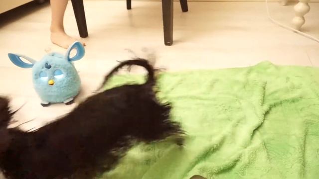 Прикольные Йорки /КУПАНИЕ СОБАКИ/Как Соня и Даша купают свою Дези/ЙОРКШСКИЙ ТЕРЬЕР/ВЛОГ смотреть онлайн