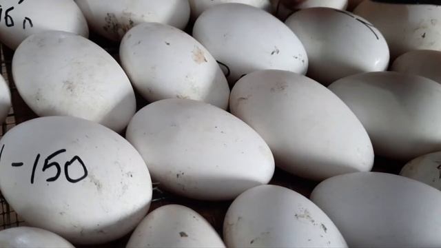 Инкубация гусиного яйца приближенной к природной в Матрица-Дели смотреть онлайн